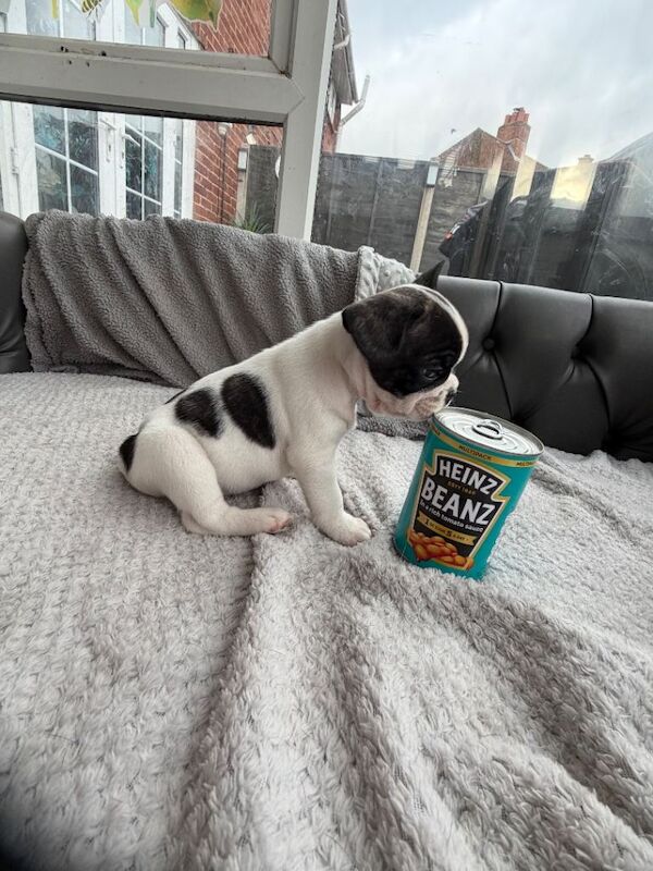 French Bulldog puppies for sale in Southampton, Hampshire – 7 weeks old - Image 5 of 6