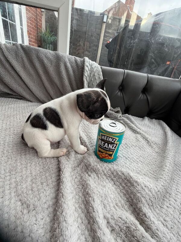 French Bulldog puppies for sale in Southampton, Hampshire – 7 weeks old - Image 6 of 6