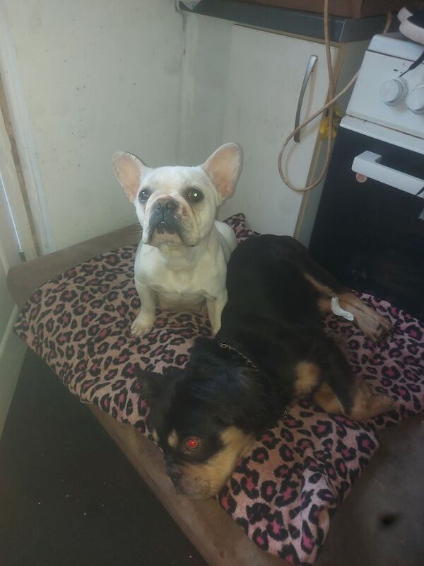 French Bulldog puppies for sale in Swansea / Abertawe, West Glamorgan – 5 minutes old