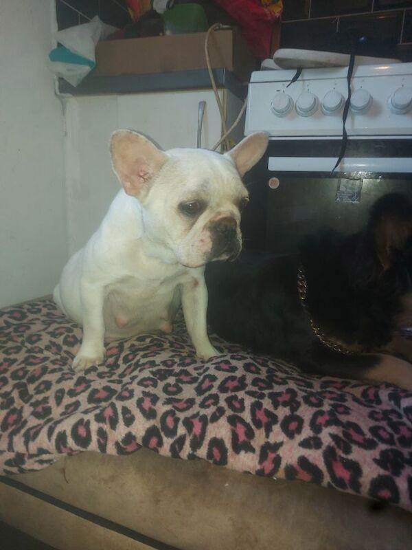 French Bulldog puppies for sale in Swansea / Abertawe, West Glamorgan – 12 hours old - Image 2 of 5