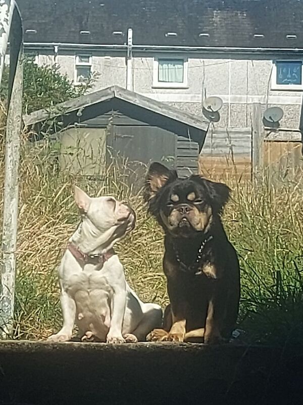 French Bulldog puppies for sale in Swansea / Abertawe, West Glamorgan – 12 hours old - Image 4 of 5