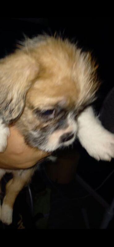 French Bulldog puppies for sale in Arnold, Nottinghamshire – 8 weeks old