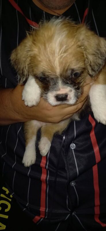 French Bulldog puppies for sale in Arnold, Nottinghamshire – 8 weeks old - Image 2 of 3