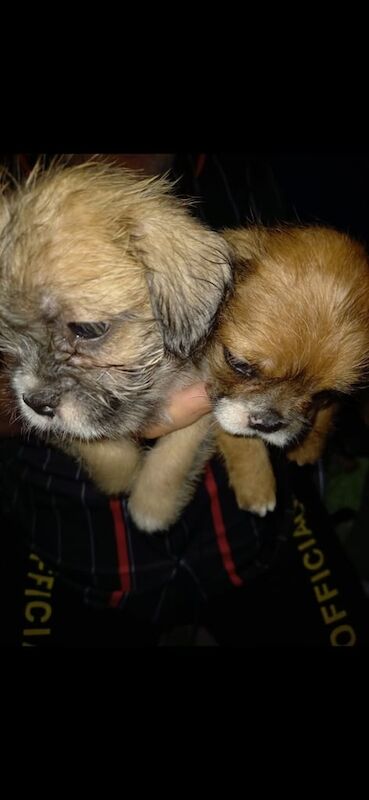 French Bulldog puppies for sale in Arnold, Nottinghamshire – 8 weeks old - Image 3 of 3