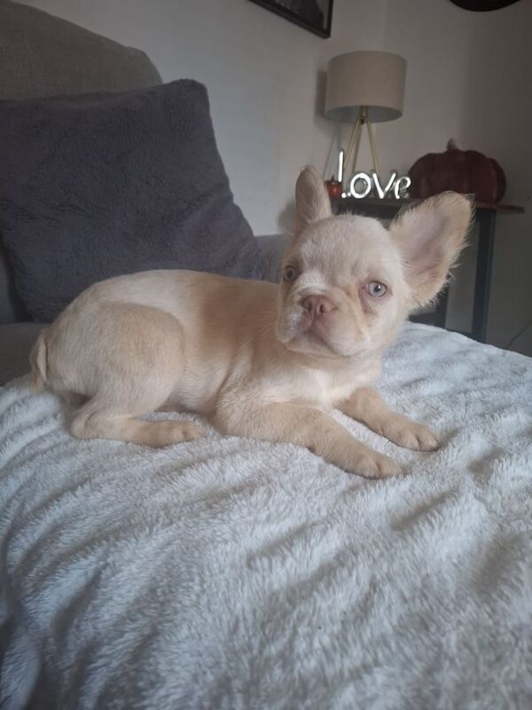 French Bulldog puppies for sale in Higher Ince, Greater Manchester – 3 months old
