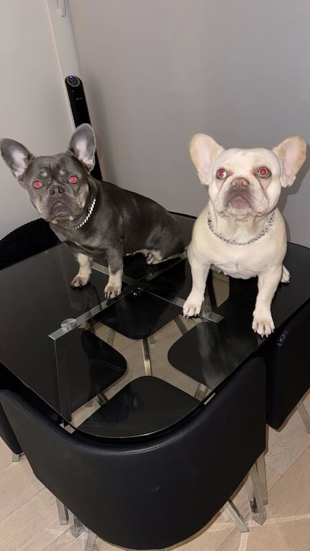 French Bulldog puppies for sale in Newham, Cornwall – KC registered, 2 years old