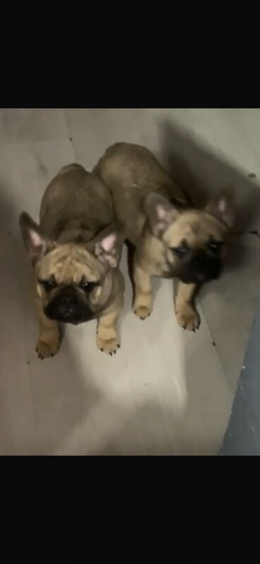 French Bulldog puppies for sale in Erith, London – 4 months old