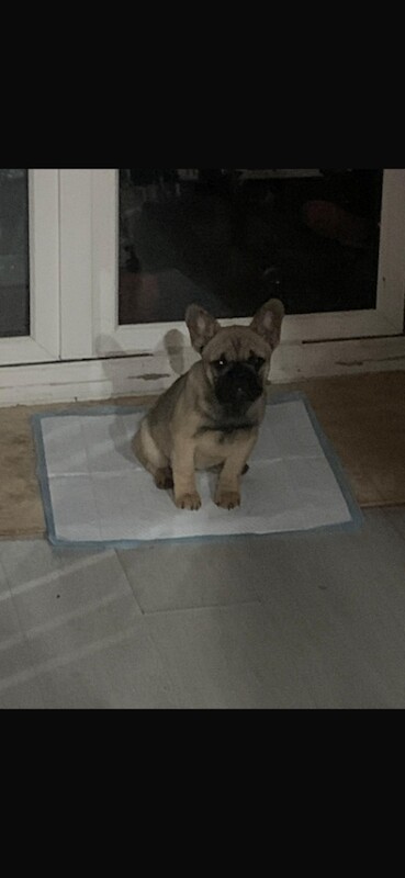 French Bulldog puppies for sale in Erith, London – 4 months old - Image 2 of 5
