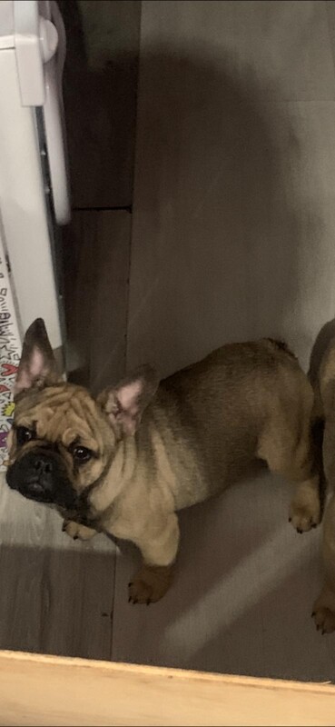 French Bulldog puppies for sale in Erith, London – 4 months old - Image 3 of 5