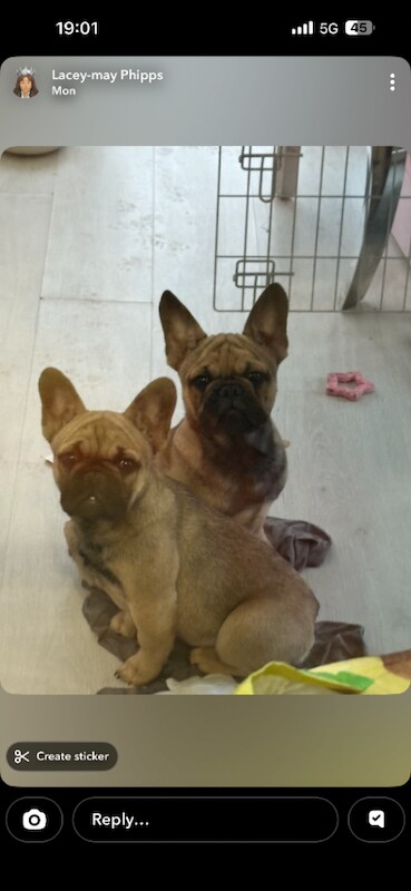 French Bulldog puppies for sale in Erith, London – 4 months old - Image 4 of 5