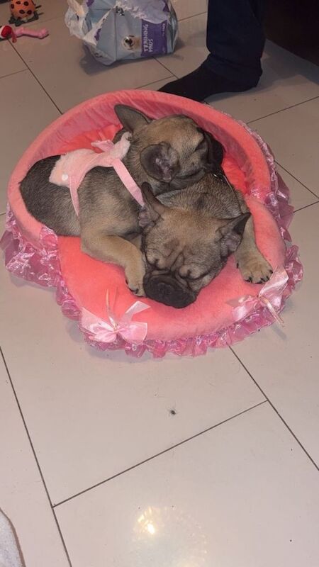 French Bulldog puppies for sale in Erith, London – 4 months old - Image 5 of 5
