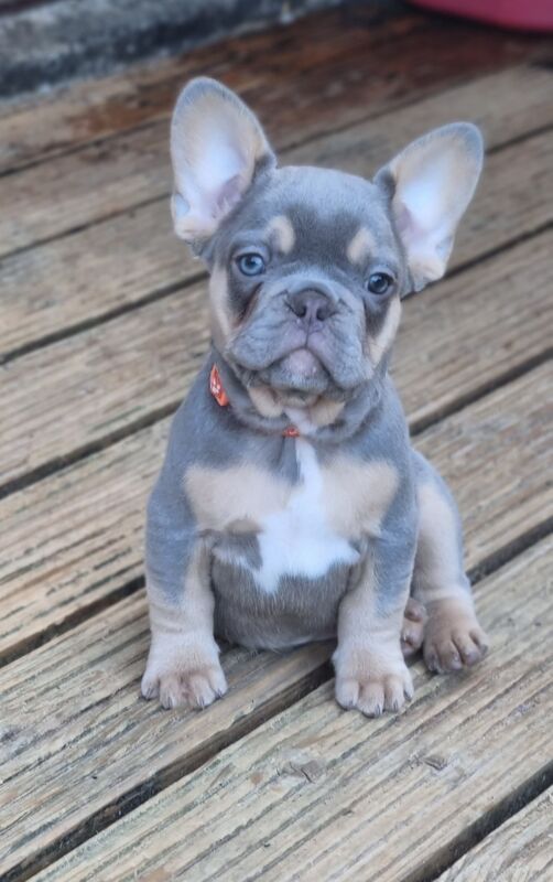 Lilac french shop bulldog cost