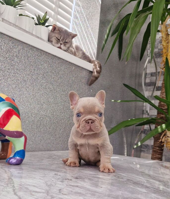 French Bulldog puppies for sale in St Mellons / Llaneurwg, South Glamorgan – KC registered, 5 weeks old