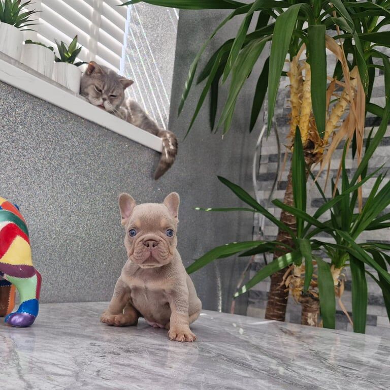 French Bulldog puppies for sale in St Mellons / Llaneurwg, South Glamorgan – KC registered, 5 weeks old - Image 2 of 3