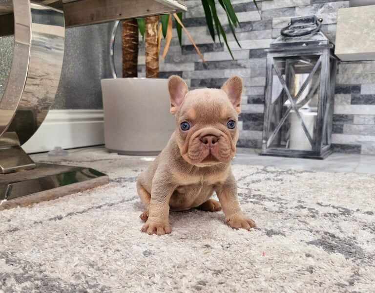 French Bulldog puppies for sale in St Mellons / Llaneurwg, South Glamorgan – KC registered, 5 weeks old - Image 3 of 3