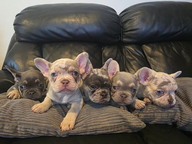 French Bulldog puppies for sale in Birmingham, West Midlands – 9 weeks old