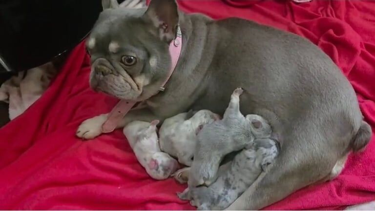 French Bulldog puppies for sale in Birmingham, West Midlands – 11 weeks old - Image 2 of 3