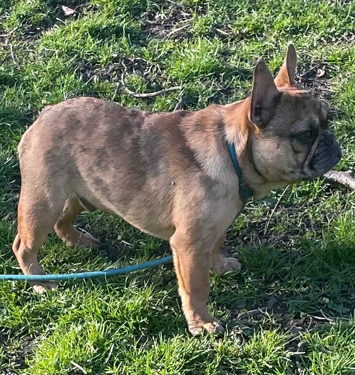 QUALITY TRUE TO TYPE FRENCH BULLDOG PUPPY for sale in Bradford, West Yorkshire