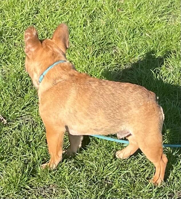 QUALITY TRUE TO TYPE FRENCH BULLDOG PUPPY for sale in Bradford, West Yorkshire | Image 2