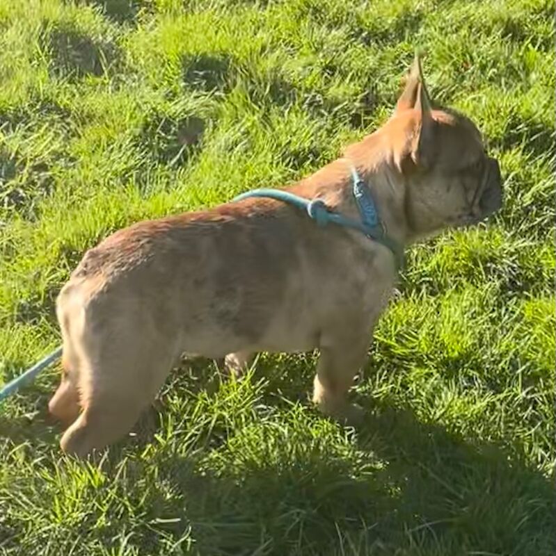 QUALITY TRUE TO TYPE FRENCH BULLDOG PUPPY for sale in Bradford, West Yorkshire | Image 3