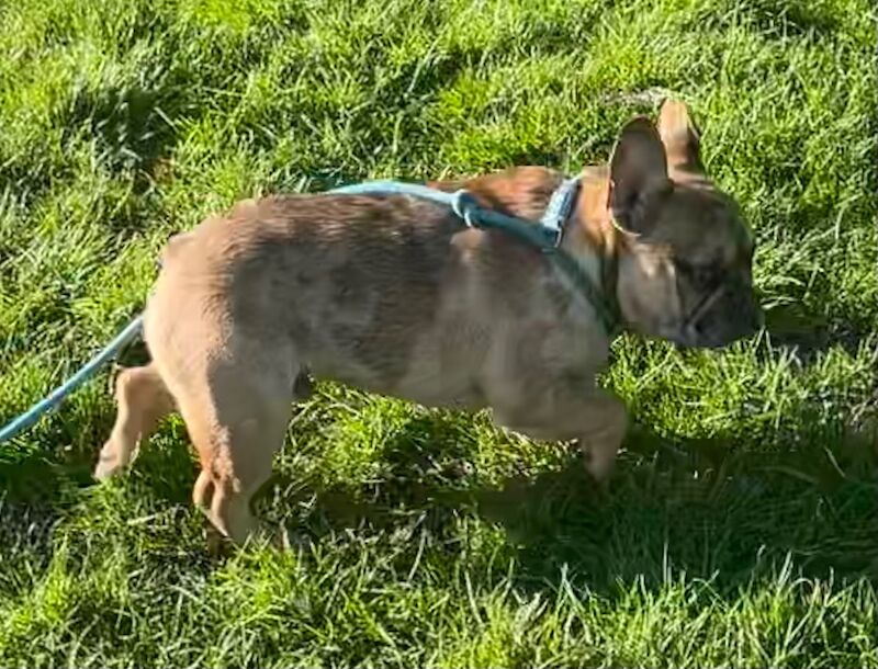 QUALITY TRUE TO TYPE FRENCH BULLDOG PUPPY for sale in Bradford, West Yorkshire | Image 4