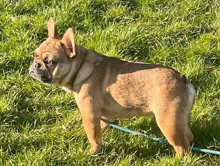 QUALITY TRUE TO TYPE FRENCH BULLDOG PUPPY for sale in Bradford, West Yorkshire - Image 5