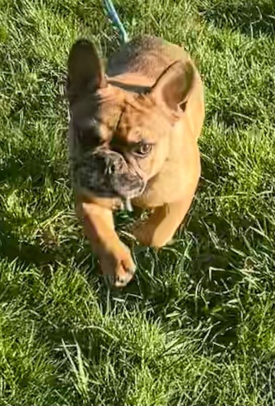QUALITY TRUE TO TYPE FRENCH BULLDOG PUPPY for sale in Bradford, West Yorkshire - Image 6