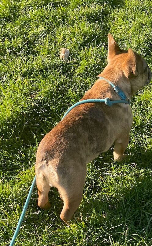 QUALITY TRUE TO TYPE FRENCH BULLDOG PUPPY for sale in Bradford, West Yorkshire - Image 7