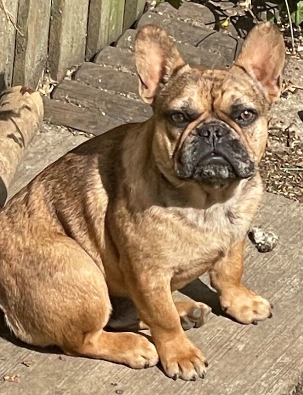 QUALITY TRUE TO TYPE FRENCH BULLDOG PUPPY for sale in Bradford, West Yorkshire - Image 8