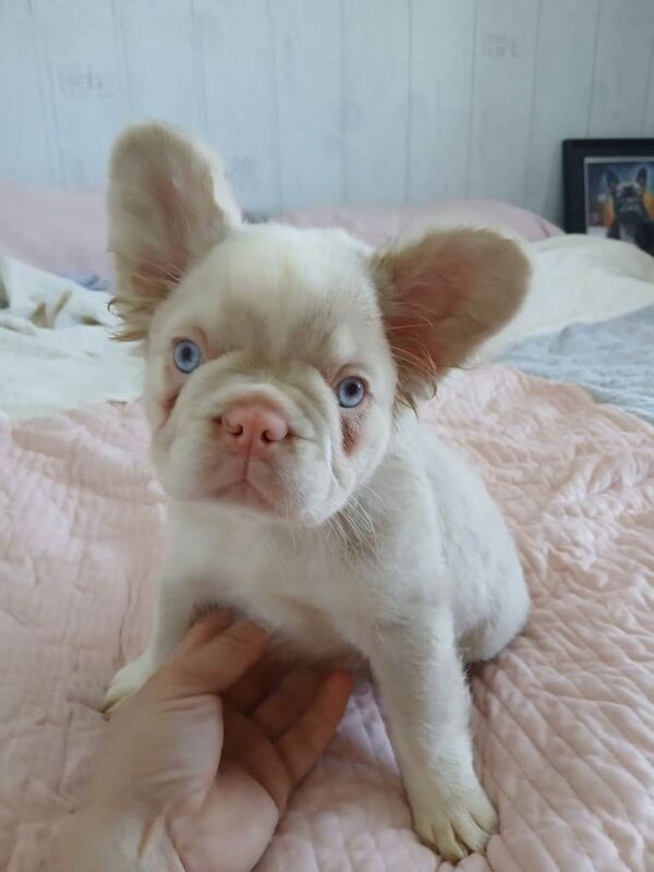 Rare Frenchbulldogs/Fluffy Frenchies