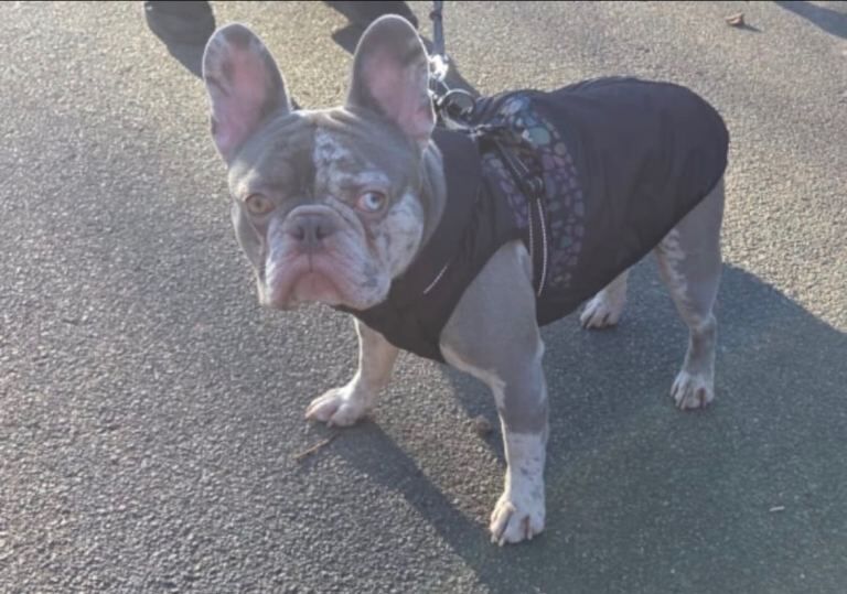 French Bulldog puppies for sale in Coventry, West Midlands – 2 years old - Image 2 of 2