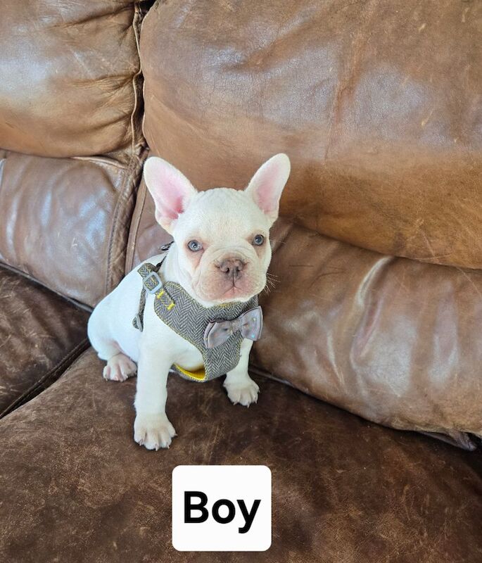 French Bulldog puppies for sale in London, Greater London – KC registered, 3 months old