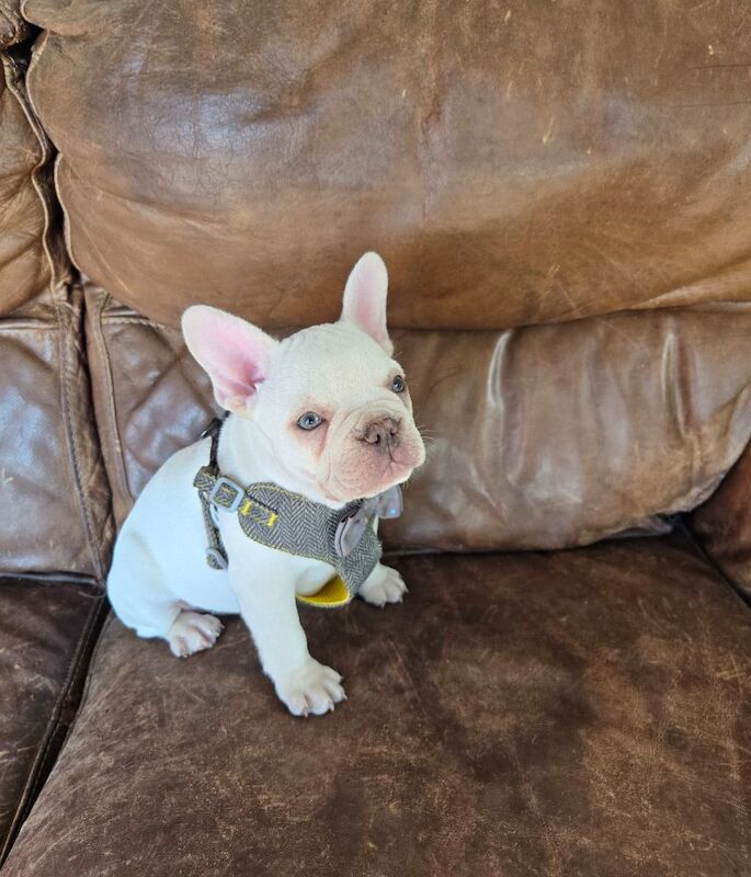 French Bulldog puppies for sale in London, Greater London – KC registered, 3 months old - Image 2 of 10