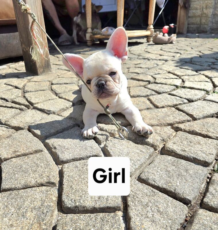 French Bulldog puppies for sale in London, Greater London – KC registered, 3 months old - Image 3 of 10