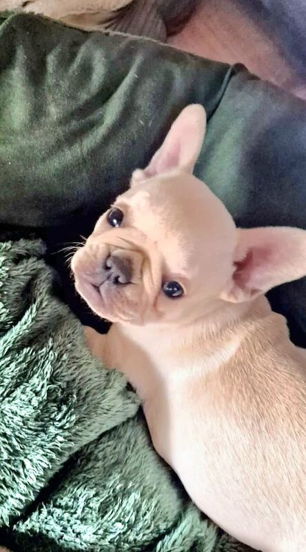 French Bulldog puppies for sale in London, Greater London – KC registered, 3 months old - Image 4 of 10