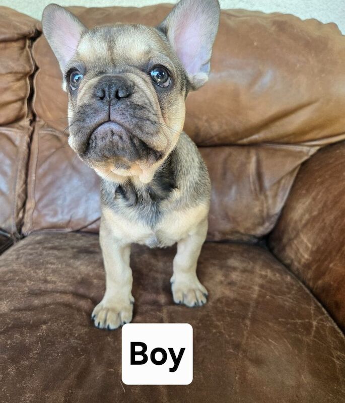 French Bulldog puppies for sale in London, Greater London – KC registered, 3 months old - Image 5 of 10