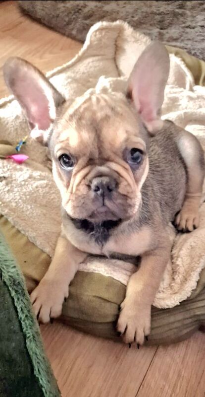 French Bulldog puppies for sale in London, Greater London – KC registered, 3 months old - Image 6 of 10