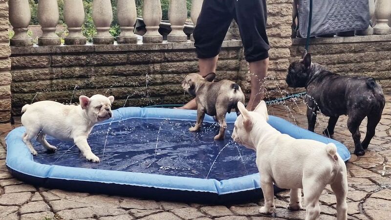 French Bulldog puppies for sale in London, Greater London – KC registered, 3 months old - Image 7 of 10