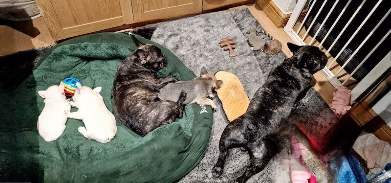 French Bulldog puppies for sale in London, Greater London – KC registered, 3 months old - Image 8 of 10