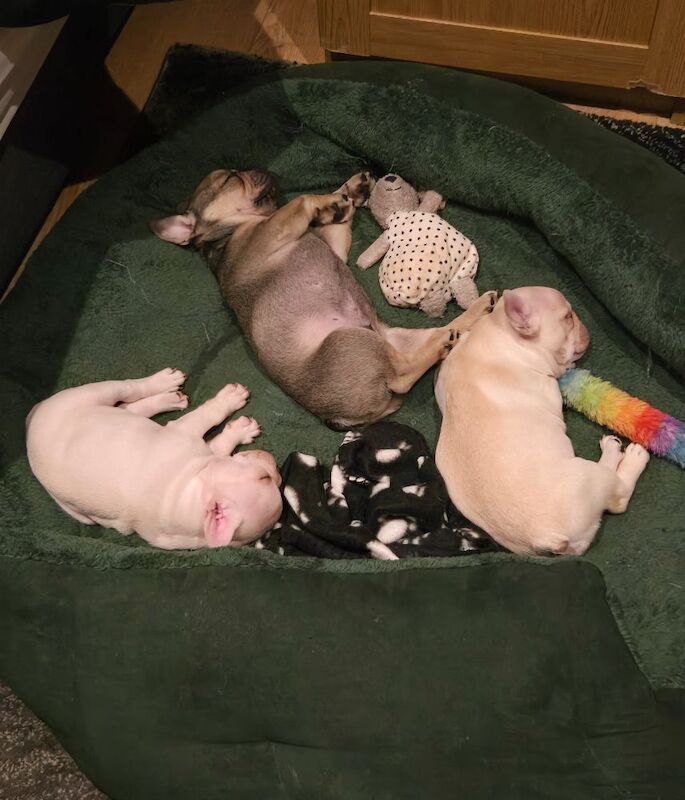 French Bulldog puppies for sale in London, Greater London – KC registered, 3 months old - Image 9 of 10