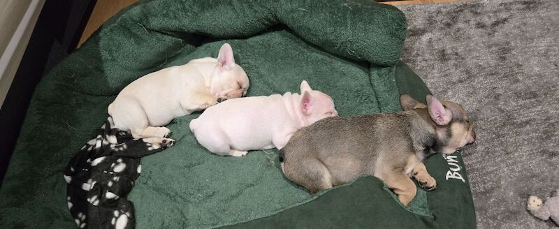 French Bulldog puppies for sale in London, Greater London – KC registered, 3 months old - Image 10 of 10