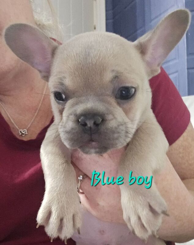 French Bulldog puppies for sale in Tamworth, Staffordshire – KC registered, 8 weeks old