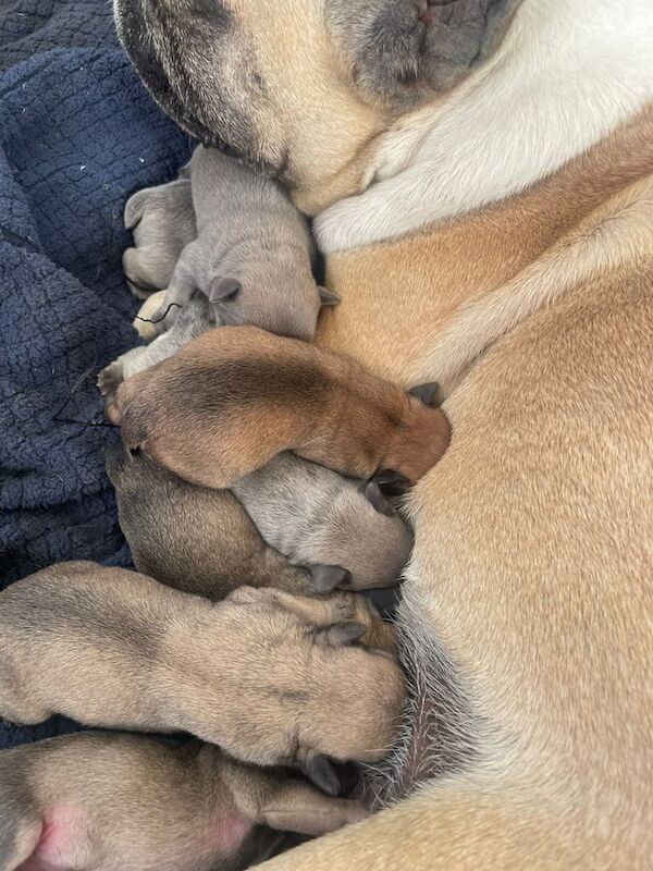 French Bulldog puppies for sale in Newhall, Derbyshire – 9 weeks old - Image 2 of 5
