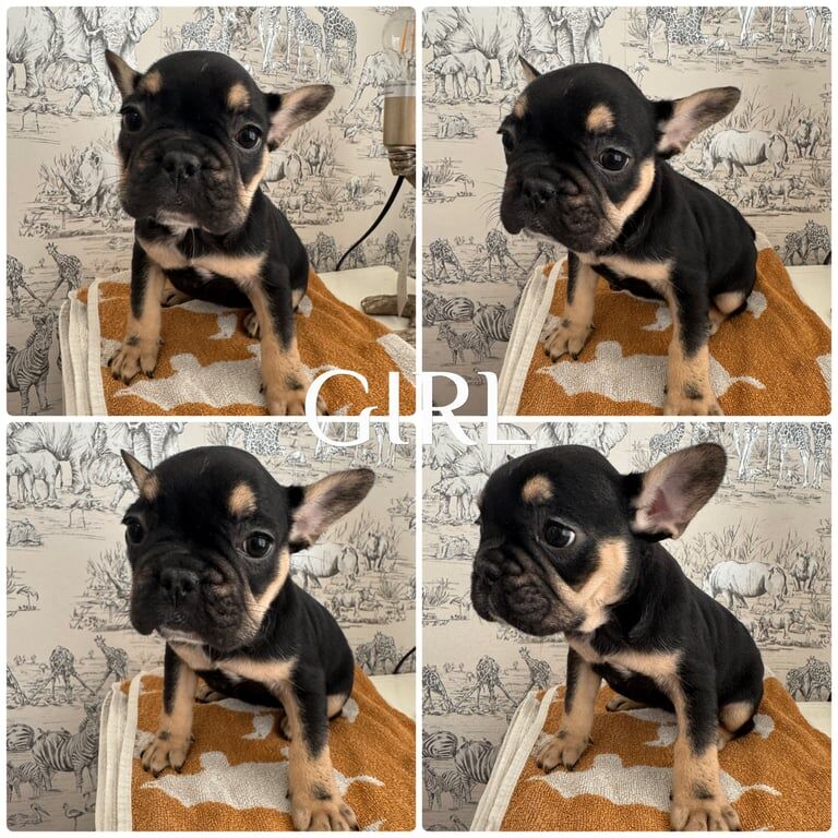 French Bulldog puppies for sale in Nantyglo, Gwent – KC registered, 8 weeks old