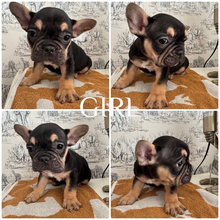 French Bulldog puppies for sale in Nantyglo, Gwent – KC registered, 9 weeks old - Image 2 of 3