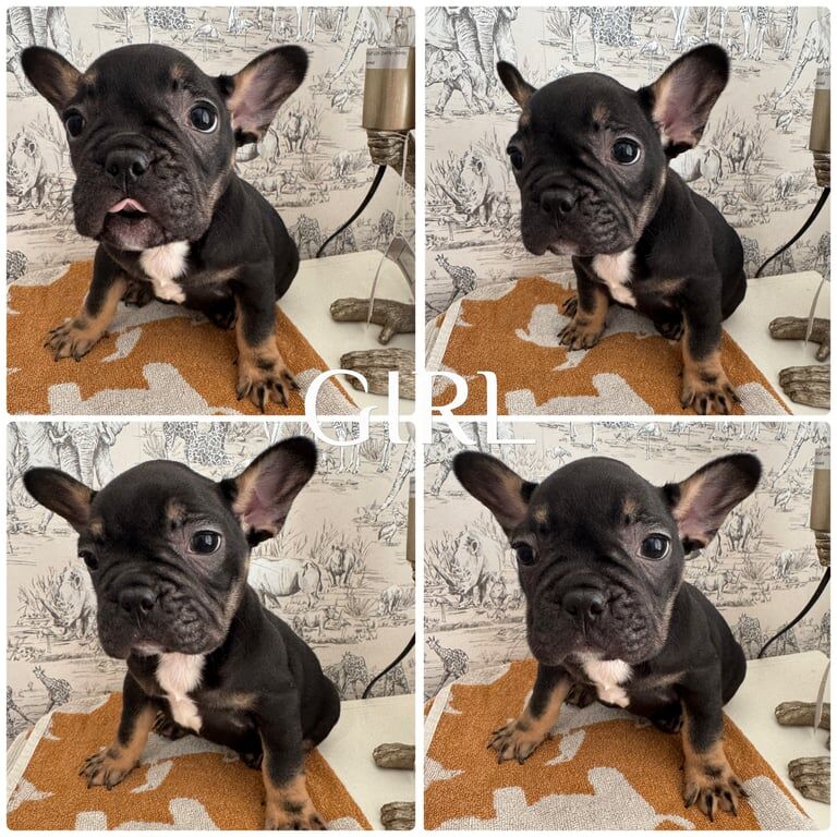 French Bulldog puppies for sale in Nantyglo, Gwent – KC registered, 9 weeks old - Image 3 of 3