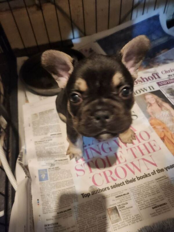 READY NOW french bulldog puppies. fluffy carriers.