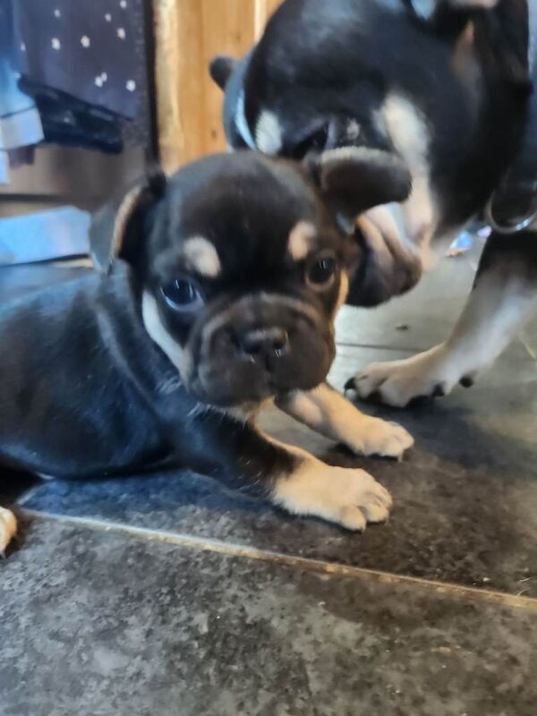 READY NOW french bulldog puppies. fluffy carriers. - Image 2 of 5