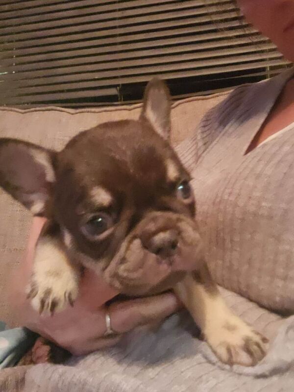 READY NOW french bulldog puppies. fluffy carriers. - Image 3 of 5