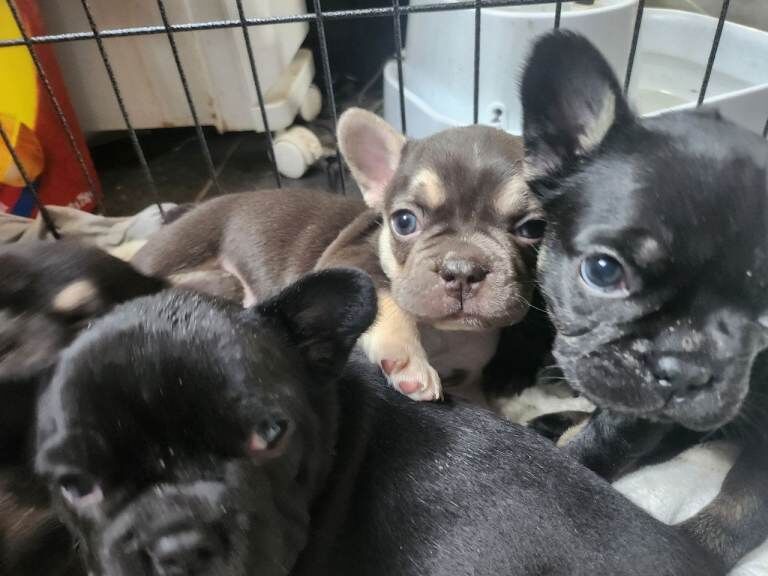 READY NOW french bulldog puppies. fluffy carriers. - Image 4 of 5